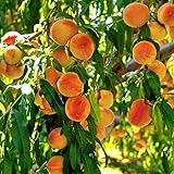 1 Year Old Red Peach Seedling Tree Live Plant, 6 to 12 Inches in Tall, Winter Hardy for Gardening Outdoor, Dormant, No Leaf