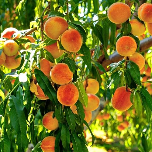 1 Year Old Red Peach Seedling Tree Live Plant, 6 to 12 Inches in Tall, Winter Hardy for Gardening Outdoor, Dormant, No Leaf