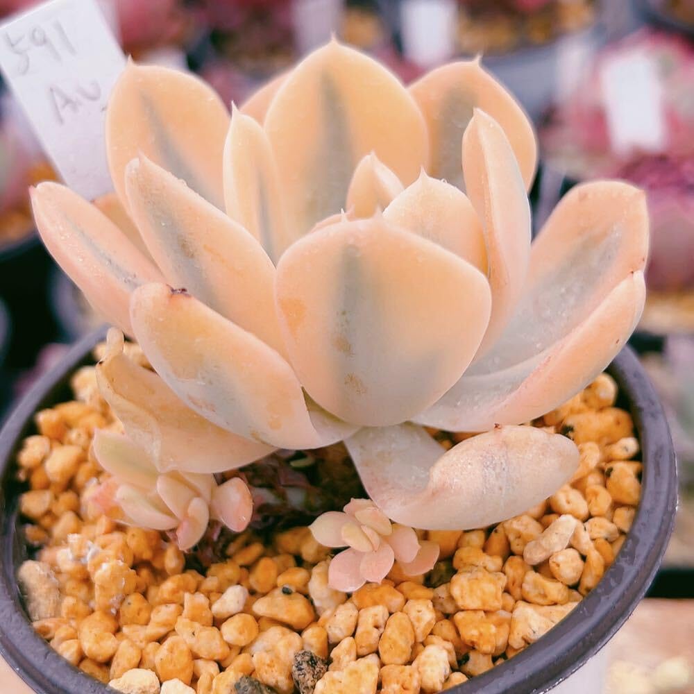 超美苗マディバ2頭大苗 【公式通販】