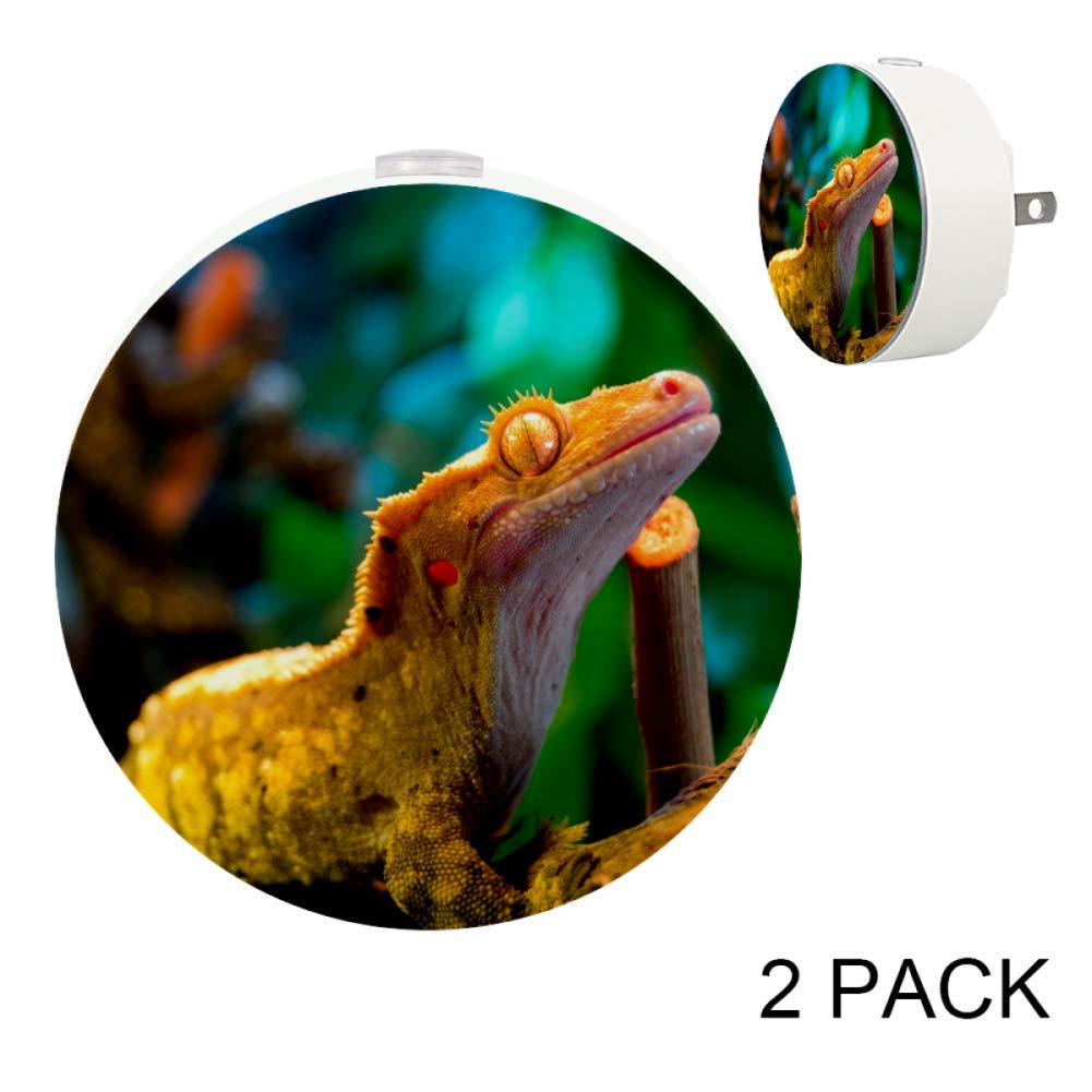 lizard night light