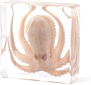 Taxidermy Octopus, Professional Octopus Taxidermy in Clear Resin - Marine Biology Specimen for Educational Displays & Nautical Decor Real Taxidermy Animal Unique Gift
