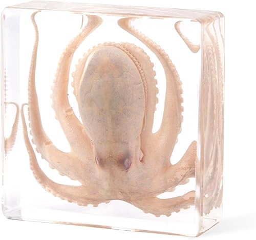 Taxidermy Octopus, Professional Octopus Taxidermy in Clear Resin - Marine Biology Specimen for Educational Displays & Nautical Decor Real Taxidermy Animal Unique Gift