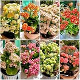 Estas están diseñadas para añadir vitalidad e imágenes maravillosas a tu jardín.