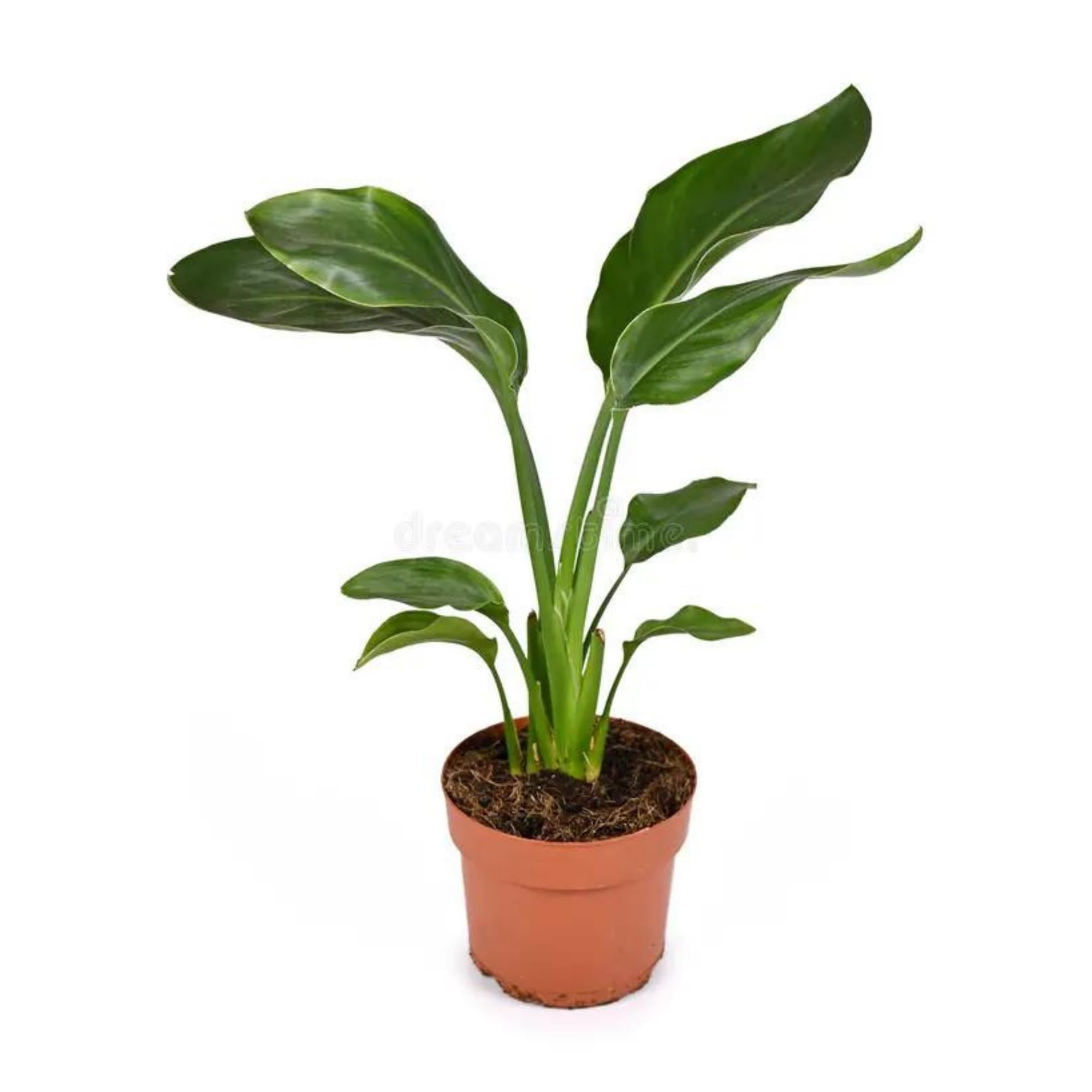 Buy Live Bird of Paradise (Strelitzia Reginae) Bare Root, Tropical