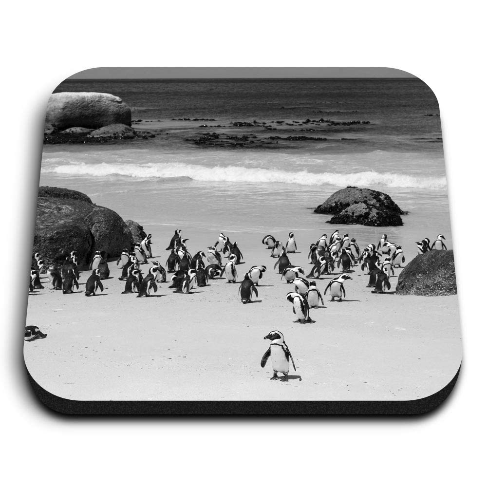 Destination Vinyl Ltd Multicolor 1 X Square Mdf Fridge Magnet - Boulders Beach Penguins Cape Town 37177
