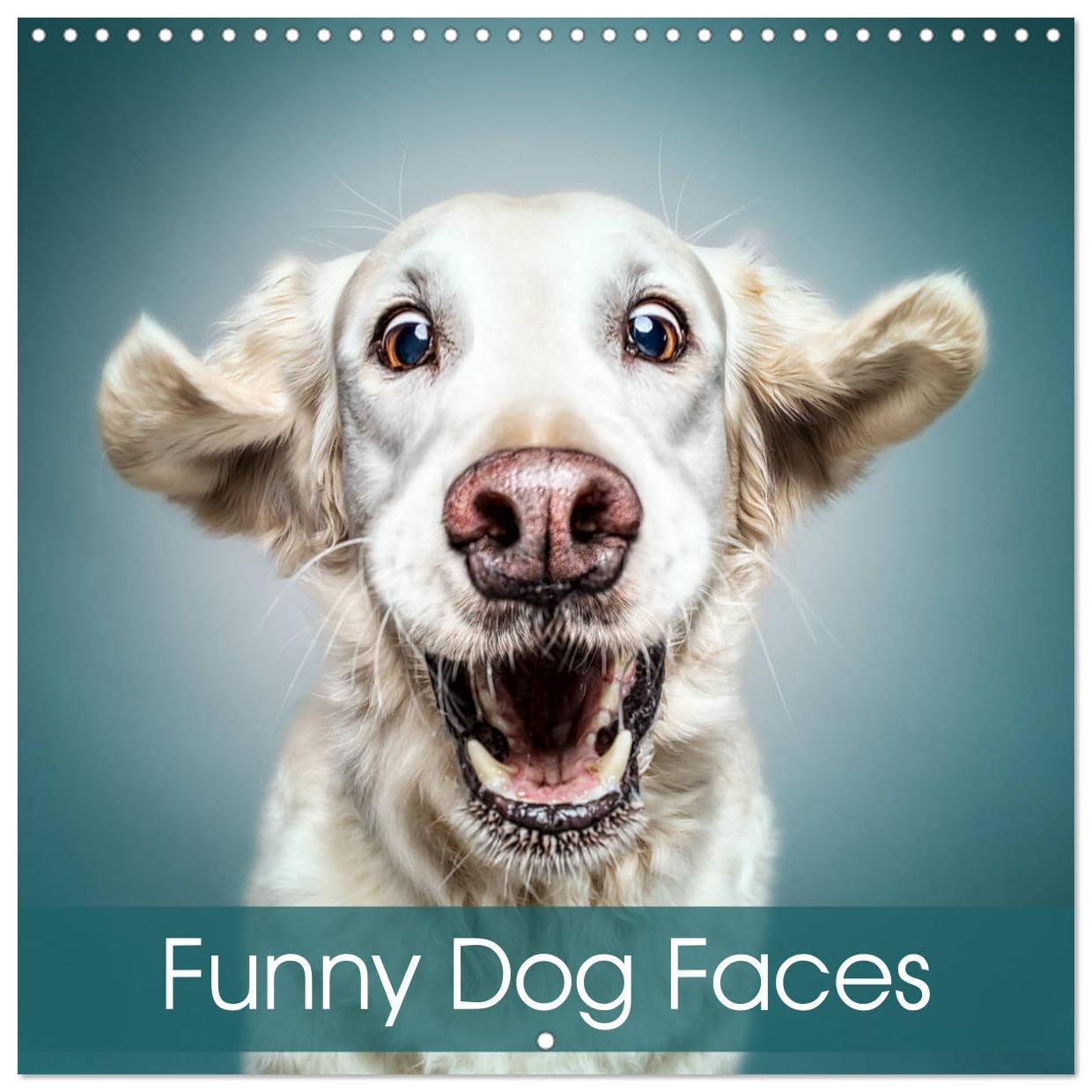 Funny Dog Faces