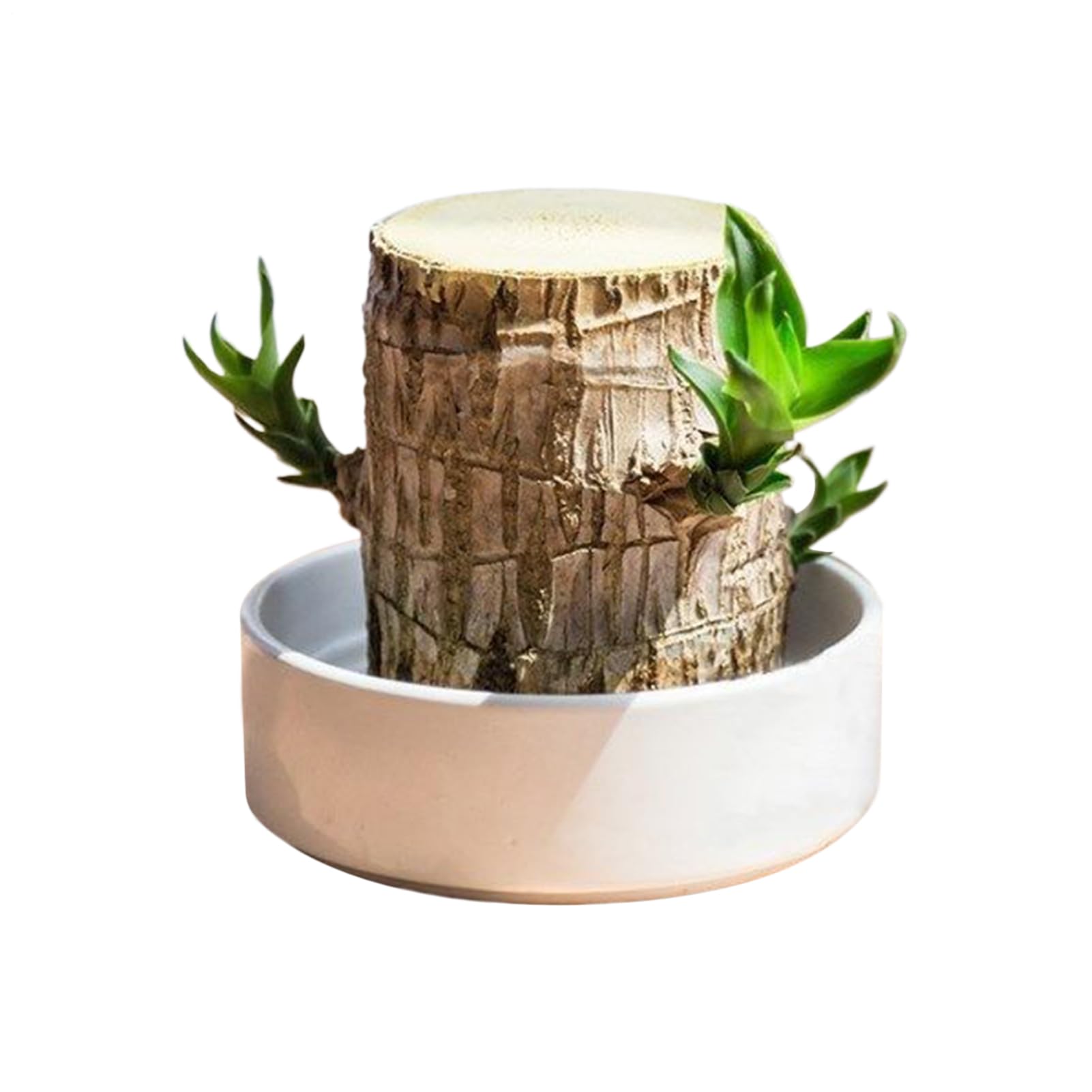 Pianta di Legno del Brasile Ornamento Naturale di Ceppo | Ceppo D'Albero Idroponico In Legno Per Interni Ufficio Libreria Soggiorno Cucina Balcone Scrivania Computer