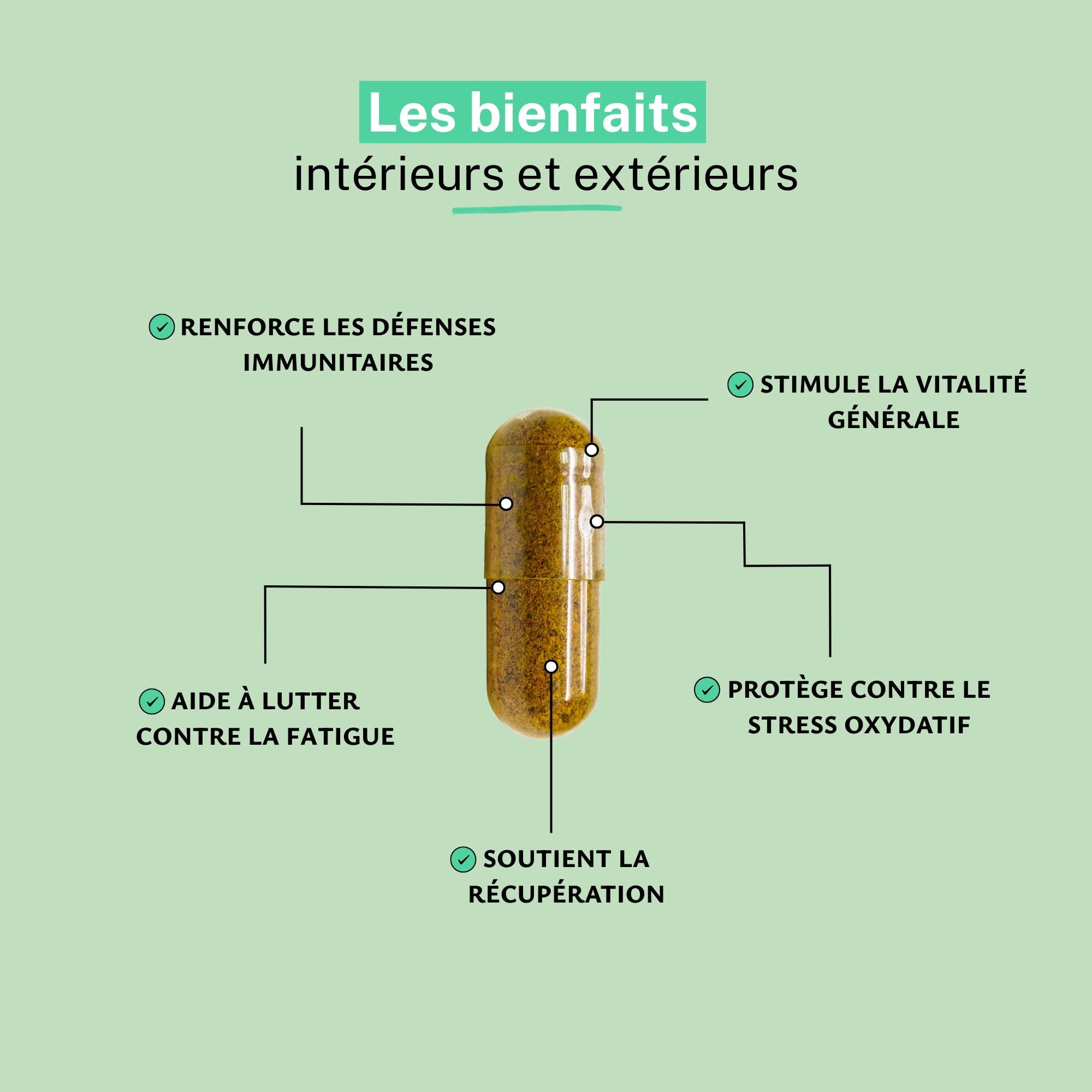 Astragale Extrait 120 Gélules – Cure 1 Mois | Soutien Immunitaire, Aide à la Vitalité et au Tonus Naturel, Plante Adaptogène | Conditionnée en France, RUE DES PLANTES