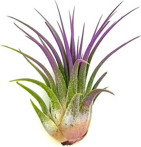 Plantas de aire ragnaroc - Tillandsia Ionantha, regular de 2-3" - 1 unidad - Color mejorado orgánicamente - Llegada viva garantizada - Plantas de