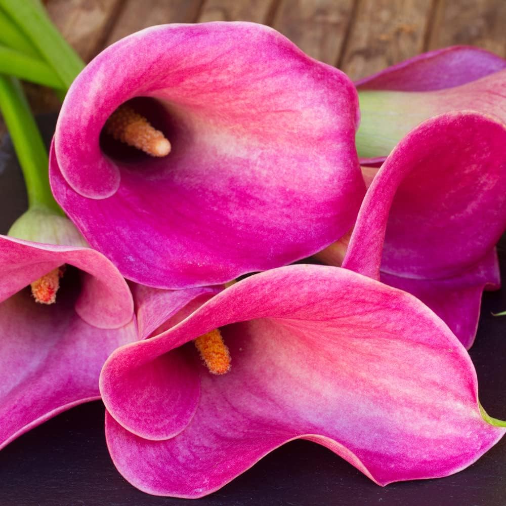 Calla Lily Bulbs for Planting Zantedeschia Pink Calla Lily Flower Bulbs Perennial