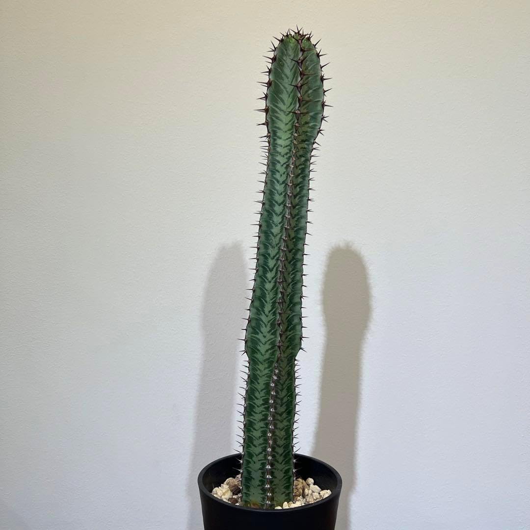 現品】ザミア・プミラ（メキシコソテツ） 6号 黒鉢（2） 【現品