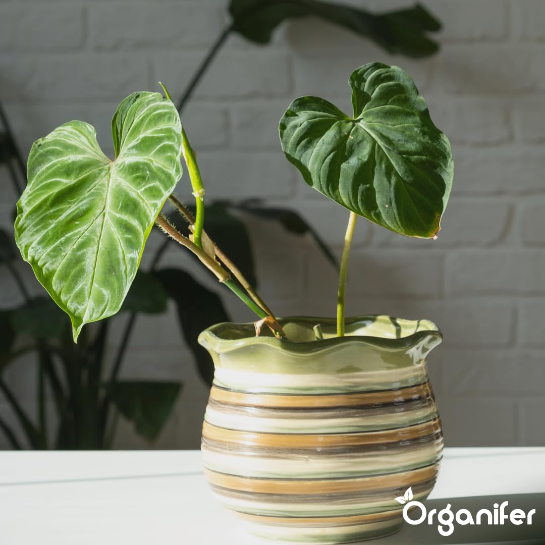 Philodendron Uniwersalny Nawóz Organiczny - 5x1L - NPK 2-1-8 | Zdrowe Liście - Silne Korzenie I Wysoka Plonność - Organifer
