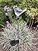 Ntertainment House Solar Garden Stake Lights with Color Changing LED or Regular White LED Landscape Path Lights (Set of 2) (Bird)