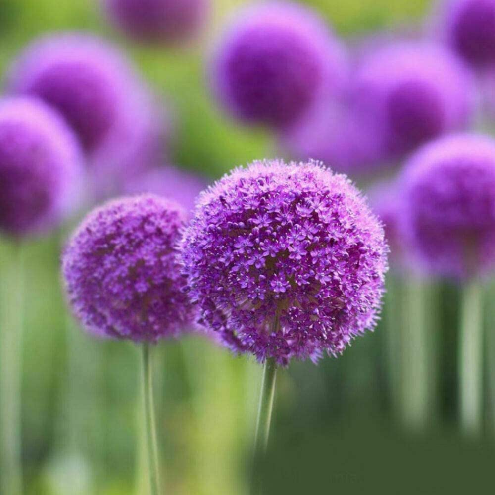 UK CELTD 10Pcs Purple Allium Giganteum Seeds Giant Flower Perennials Plant Seeds Garden