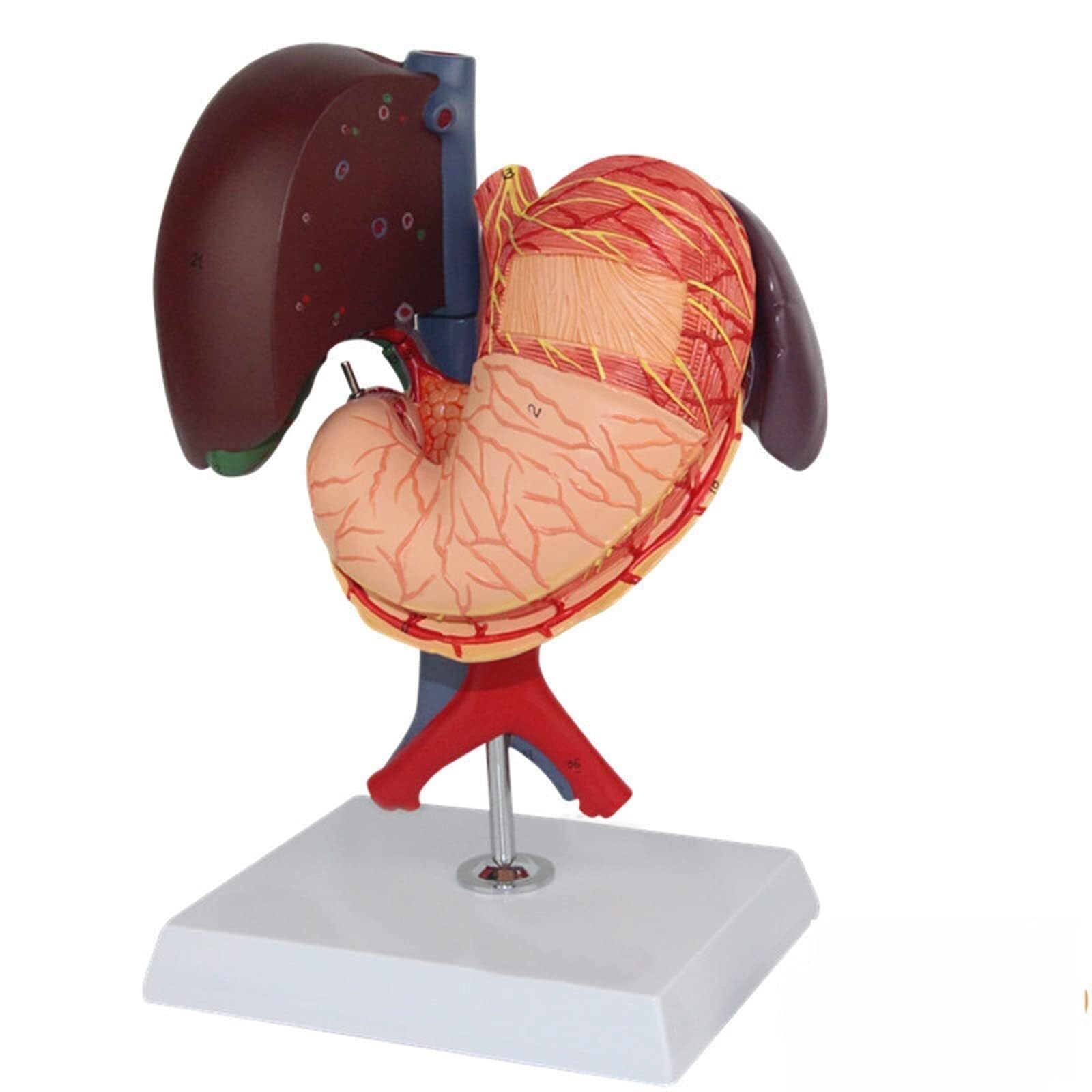 HEQIM Liver Duodenum Pancreas Model, Human Liver Model, Life-Size Liver Anatomical Model, PVC Liver and Gallbladder Digestive Organ Simulation Model, Educational Training aid