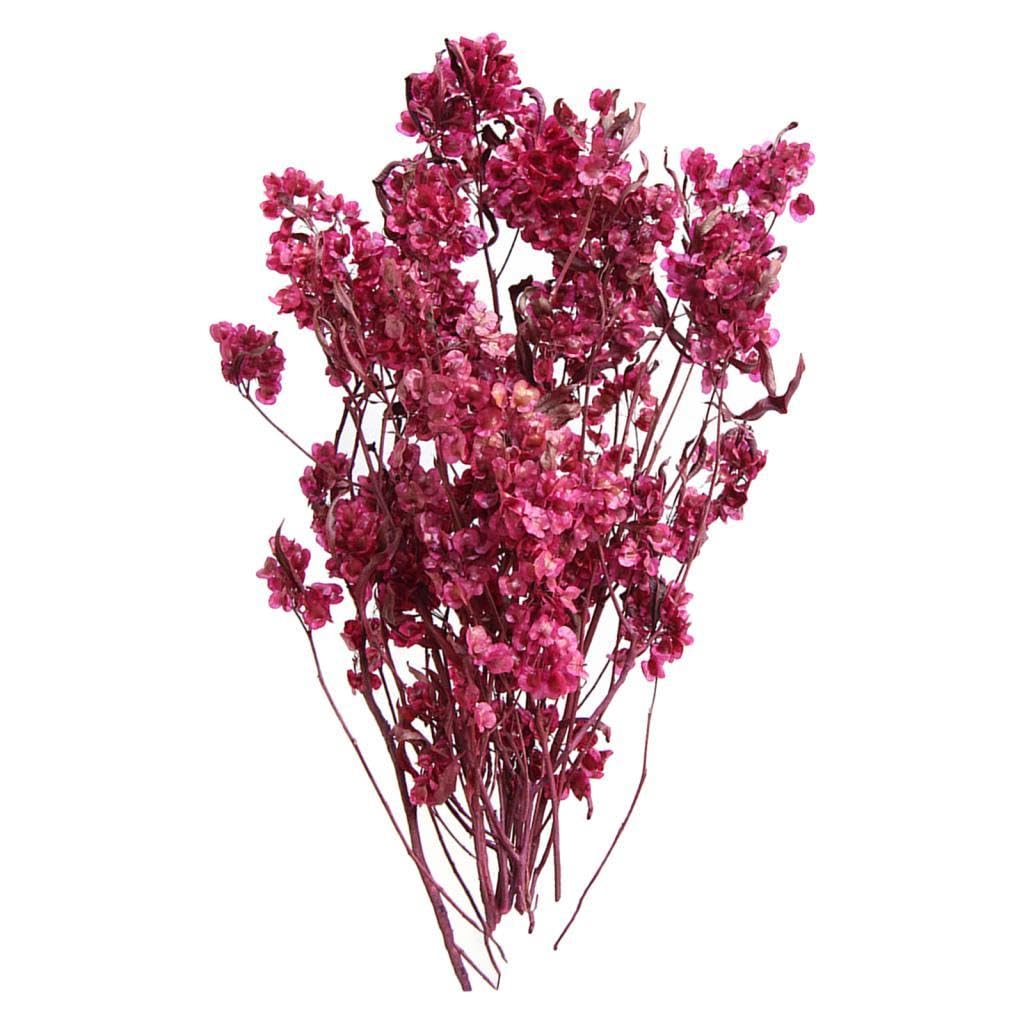 dried flower bouquet wedding party kitchen plant stem bunch dodonaea viscosa rose red