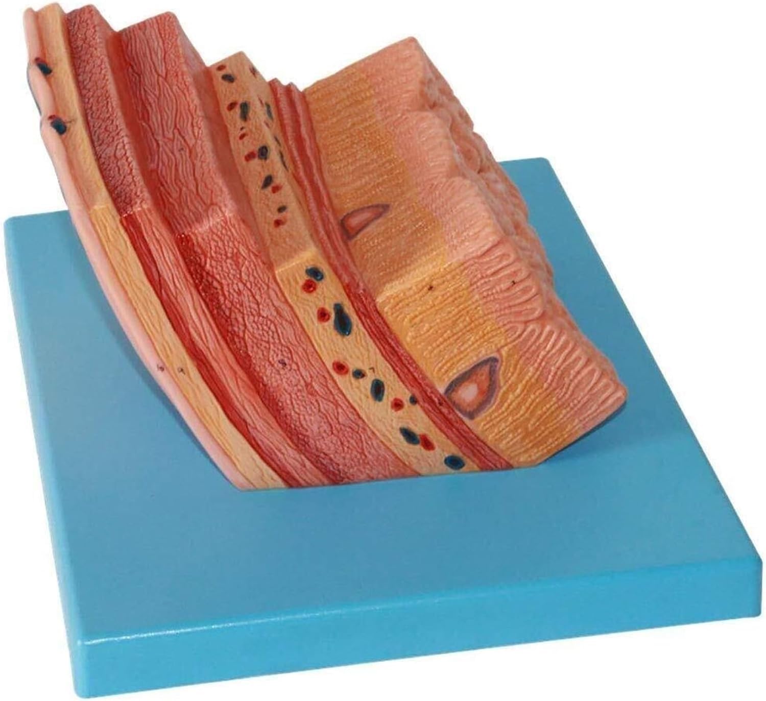 Anatomisches Modell der menschlichen Magenwand, Modell zur Vergrößerung der Magenwand, medizinische Lehrmittel for die Magenanatomie des menschlichen Verdauungssystems