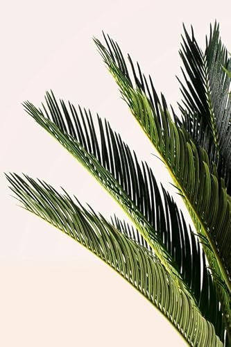 Cycas Revoluta, palma nana, Cycas, Giardino. Pianta in vaso 16/18