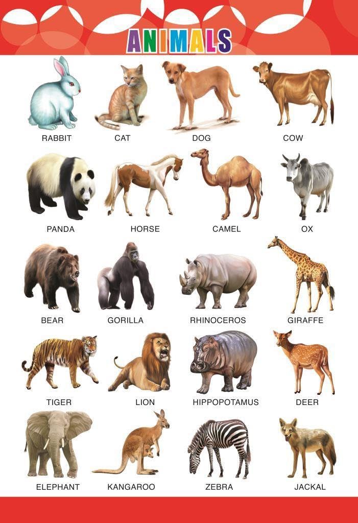 Eoi Marketing Animal Wall Charts - Extremely Usefull For Growing Kids | Laminated Chart |Paper Size (23 * 19inch) | Paper Print (Rolled With Safety Tube)-picture-11