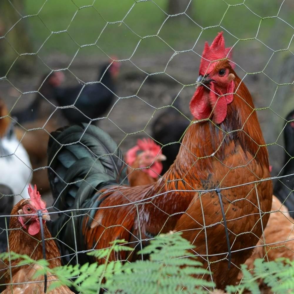 TERRE JARDIN - Grillage a Poule, 1 x 10 m - Grillage Poulailler, Mailles Hexagonal en Acier Renforcé de Ø 0,7 mm, 4 x 2,5 cm - Cloture pour Poule, Résistante aux Intempéries - Élevage Volaille