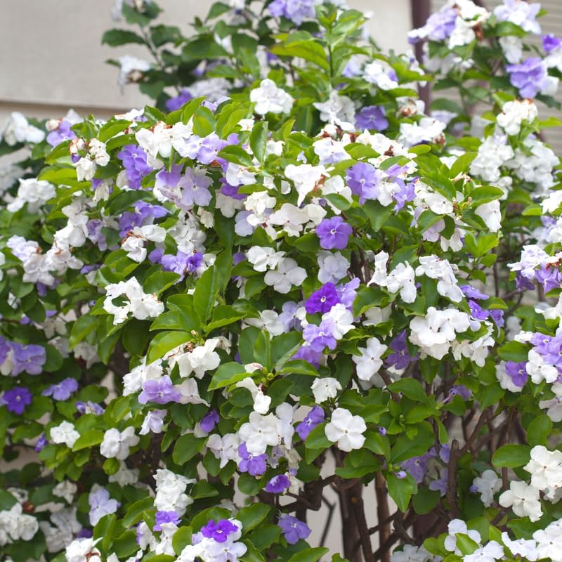 Miniatura 5 de 2 Ayer hoy y mañana Plantas vivas, 3 a 5 plántulas altas, bien enraizadas, planta de arbustos de flores, planta viva de ayer, hoy y mañana, 2 plantas