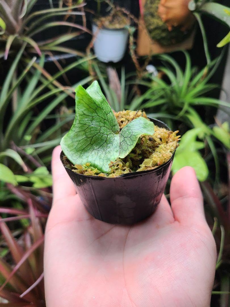 Amazon.co.jp: ビカクシダ スパーバム 1株 : ペット用品