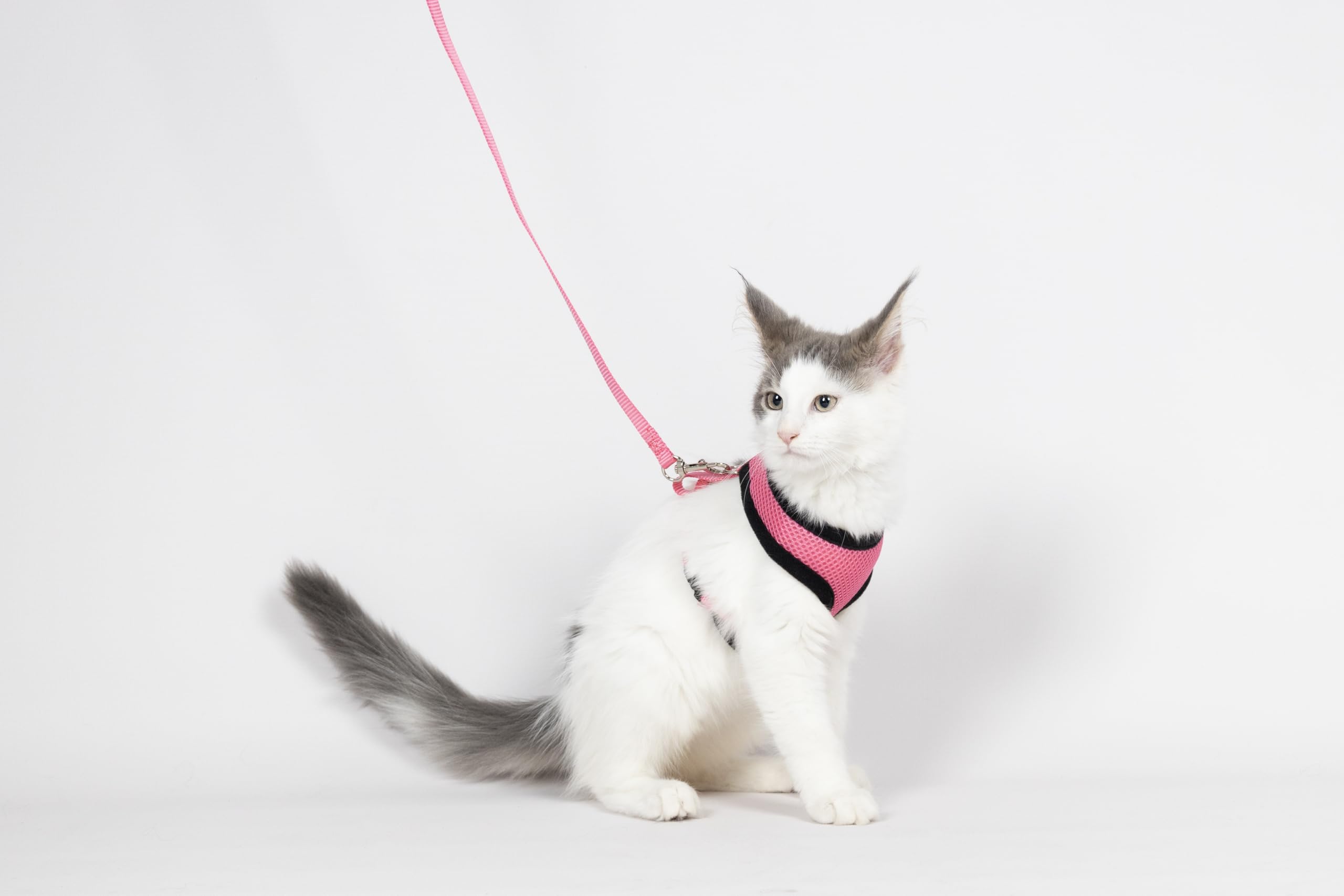 Harnais pour Chat - Harnais Harms Rose pour Chaton avec Laisse - Mesh Respirant Doux - réglable avec Fermeture clic et Mousqueton - 28cm / 32-41cm / 110cm