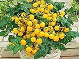 Balkontomate - Buschtomate - gelbe Cherry - Windowbox yellow - 20 Samen