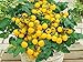 Balkontomate - Buschtomate - gelbe Cherry - Windowbox yellow - 20 Samen