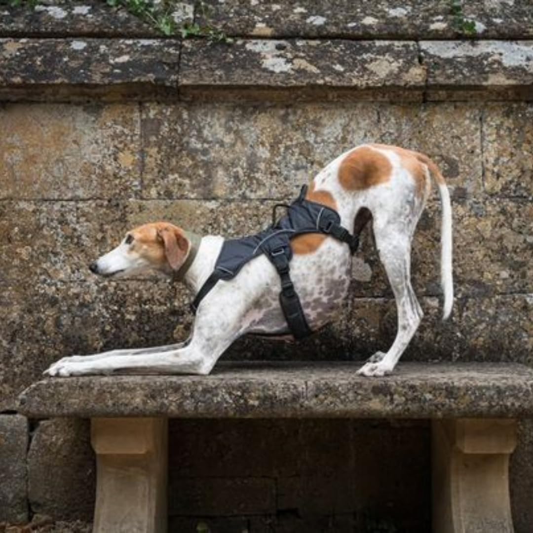 Snootiful Hound Sighthound Harness for Greyhounds Whippets & Lurchers, Escape Proof Padded 3-Point Dog Harness, Secure Fit - Image 2
