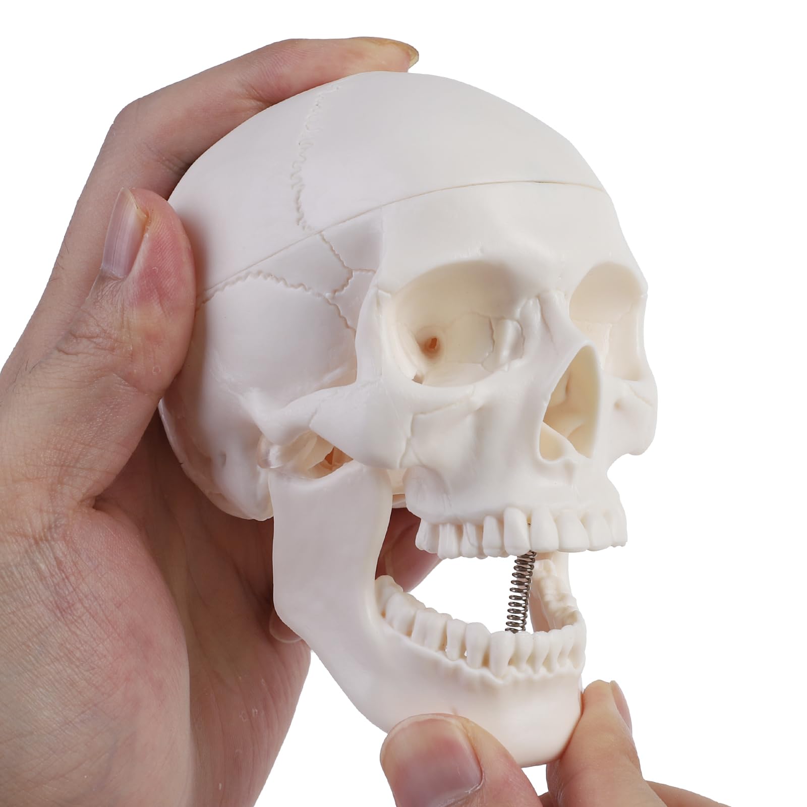 ERWEY Mini crâne modèle de squelette pour l'enseignement de l'anatomie, modèle squelette d'un crâne humain avec mâchoire mordable, blanc