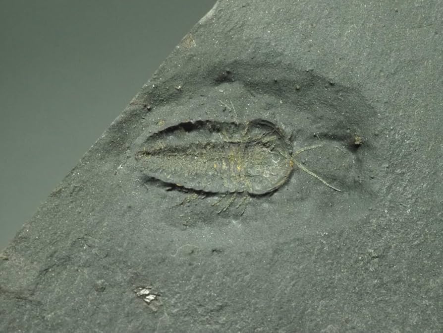 Amazon.co.jp: 触覚軟体部三葉虫【Triarthruseatoni】【74g】アメリカ