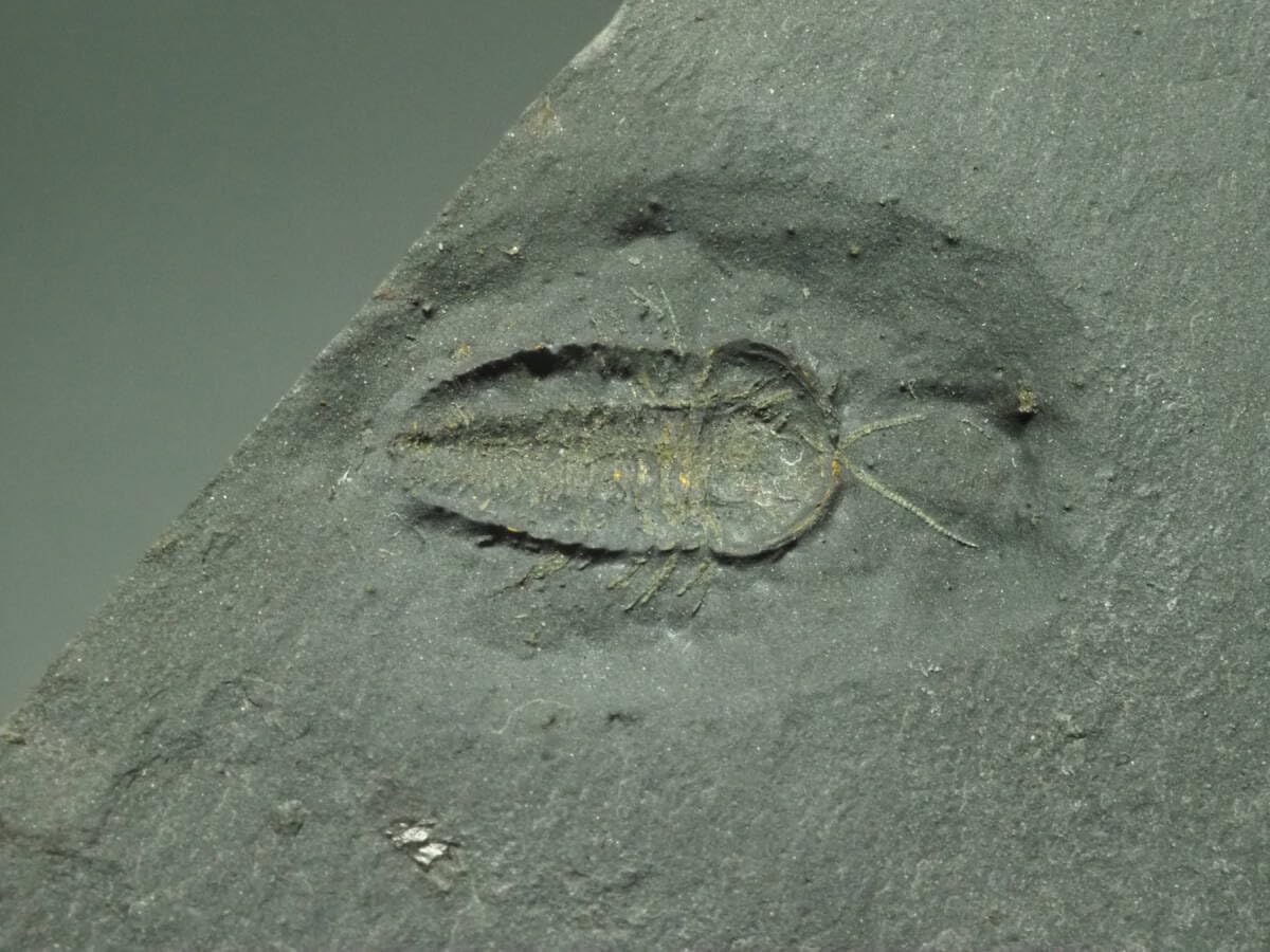 三葉虫　極上個体　足多数保存のトリアルトルス 三葉虫極上個体足多数保存のトリアルトルス