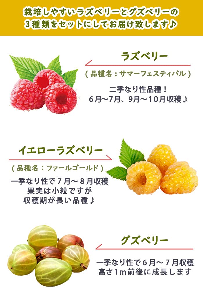 Amazon.co.jp: ラズベリー と イエローラズベリー と グズベリー の