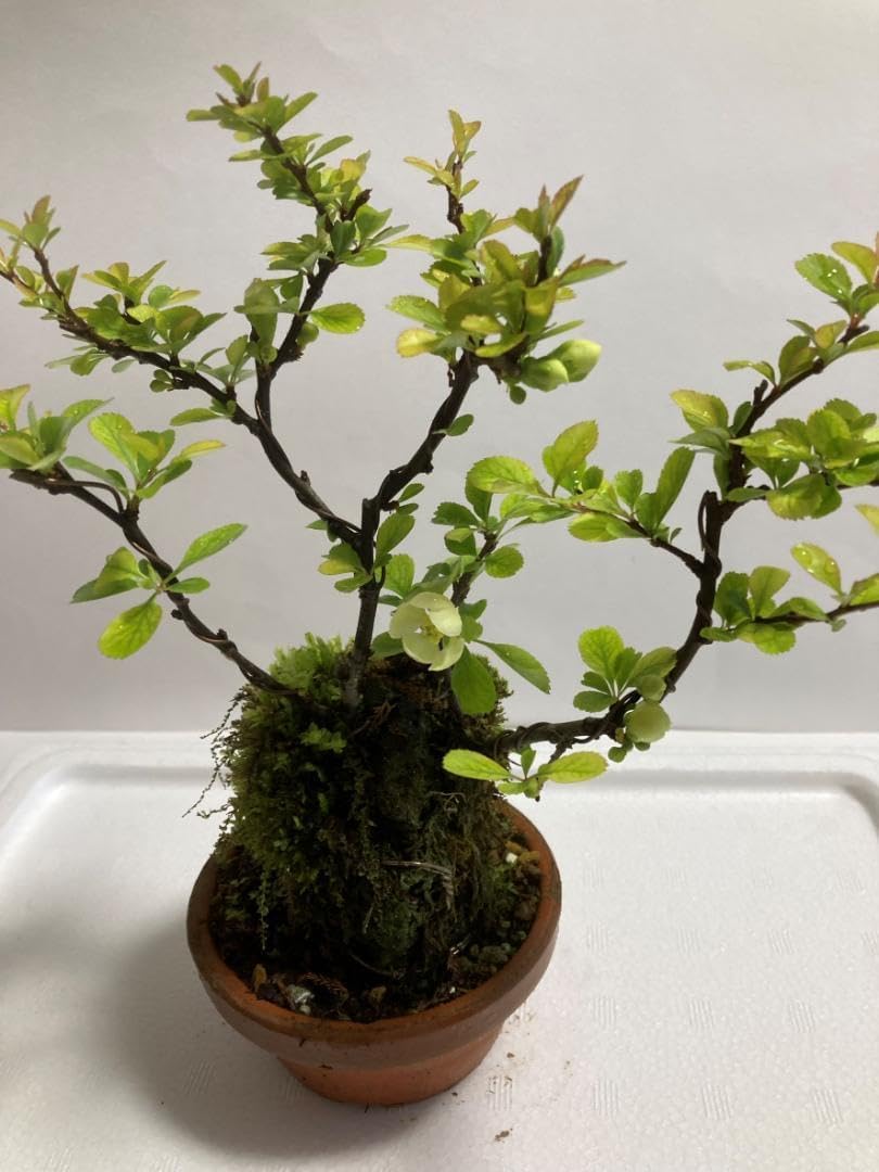 黒松 推定樹齢40年 高さ約35cm 幅約35cm 黒松 推定樹齢40年 高さ約35cm 幅約35cm 黒松 推定樹齢40年 高さ約35cm