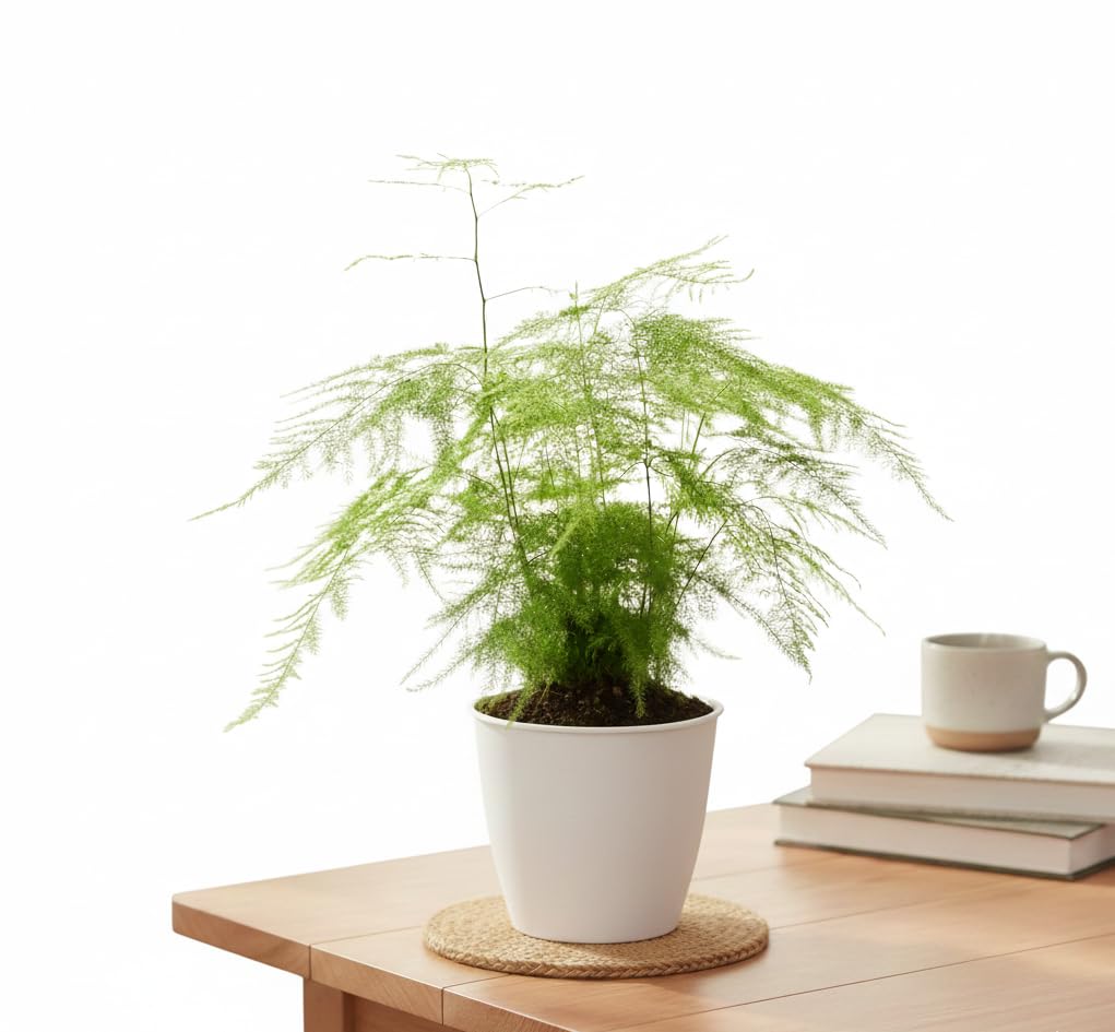 Asparagus Fern Plant in multicolor Pot, Live Indoor Plant, Decorative Green Foliage-image-12