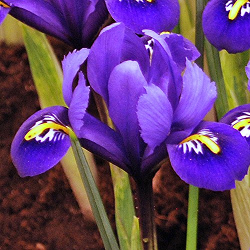 50 x Specie Iris Bulbs (Reticulata) - Beautiful Miniature Purple Spring Flowering Plants