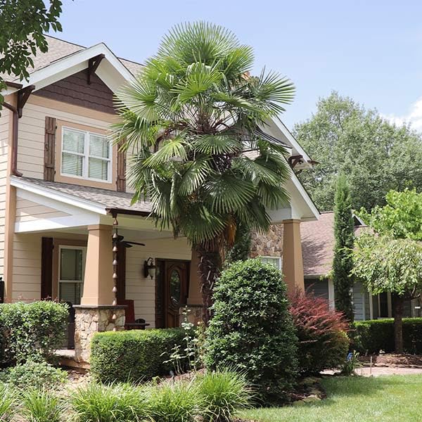 Brighter Blooms Windmill Palm Tree