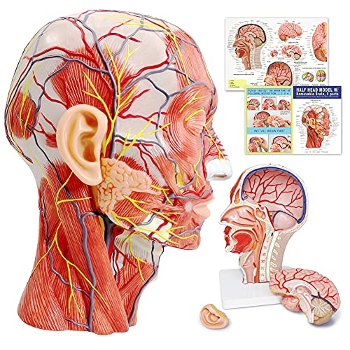 Image of Human Half Head Superficial Neurovascular Musculature Model with Removable Brain, Shows Cranial Cavity Nerve, Life Size Anatomical Head Model Skull Brain for Medical Teaching Learning, Education
