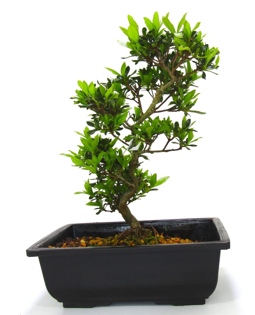 Japanese Import Satsuki Azalea Bonsai Tree Senbazuru