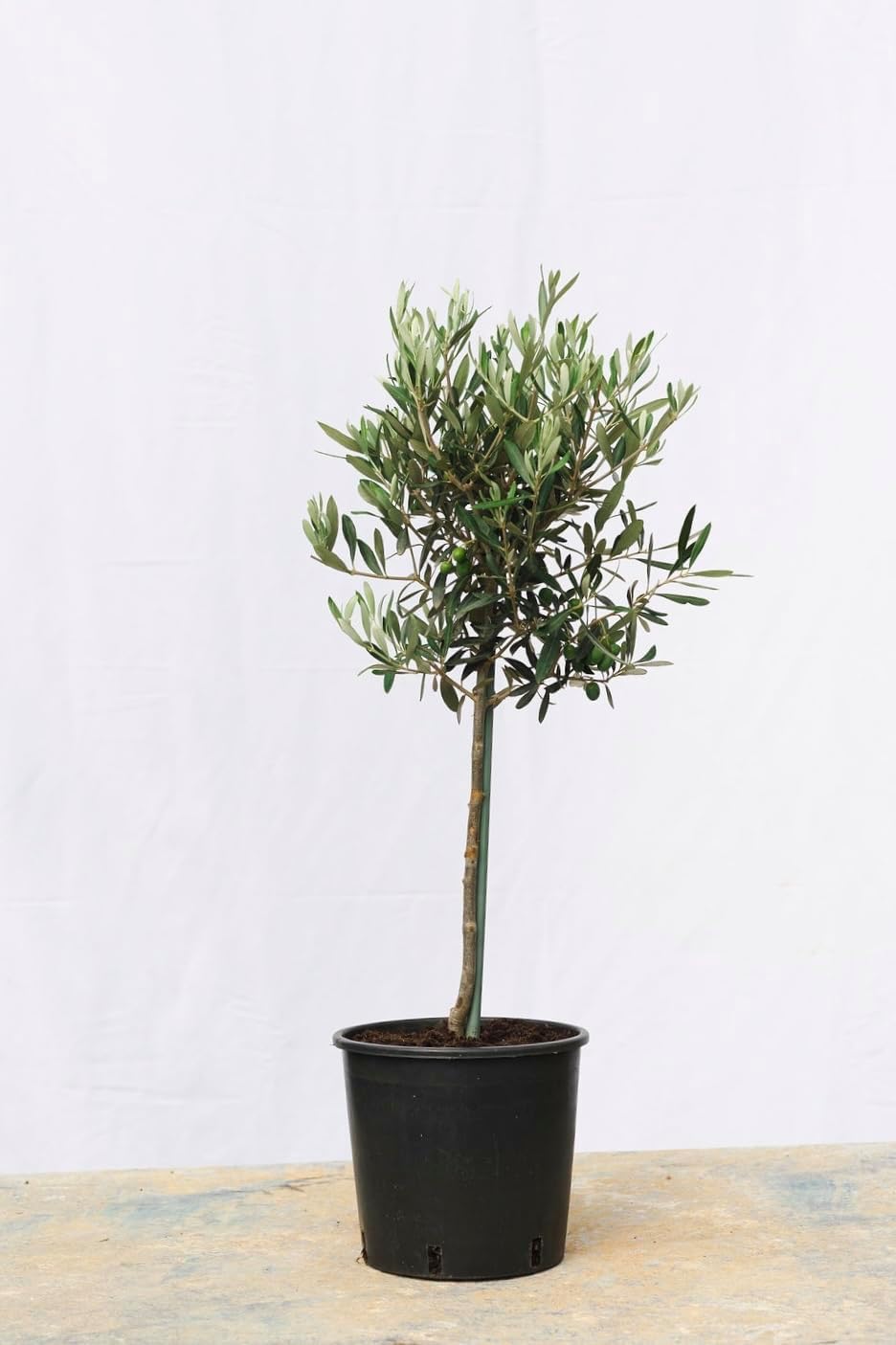 Olea europaea/Olive Tree Standard : 3L Pot : 65-75cm High (exc pot)