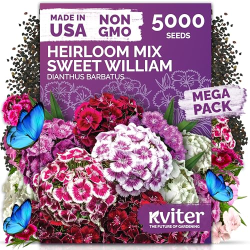 KVITER 5000 Mix Sweet William Seeds for Planting (Dianthus barbatus) Heirloom Seed Clove-Scented Blooms Drought Tolerant Perennial Flower Seeds to Plant Outside & Inside