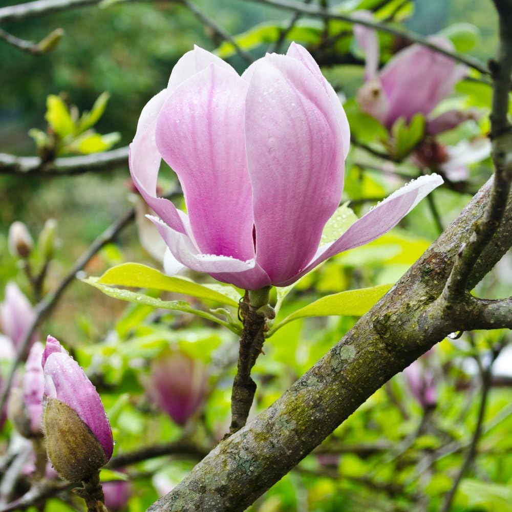 Magnolia x Soulangeana - Stunning Spring Blooms | Fragrant Goblet-Like Flowers | Ideal Small Tree or Shrub for Gardens & Containers - 2X 3 Litre Potted Plant by Thompson & Morgan