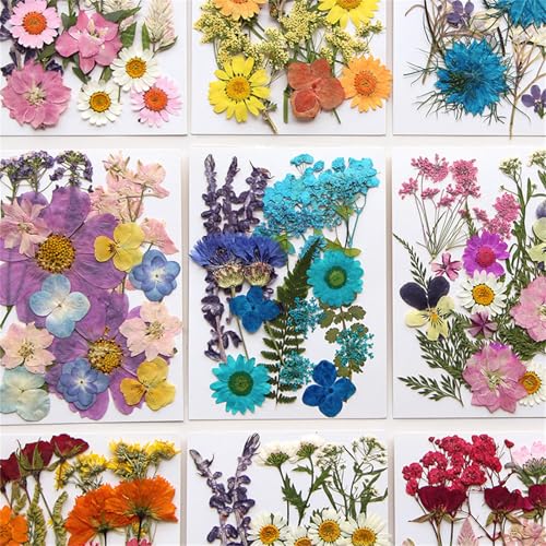 Flores secas prensadas para manualidades 18x13cm miniatura 5