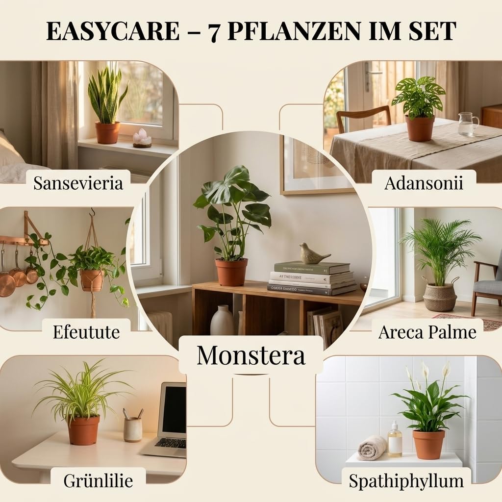 “EasyCare” Pflanzenset + 7x Zinktopf | 7er-Set | Monstera, Sansevieria, Efeutute, Grünlilie, Adansonii, Areca, Spathiphyllum | ca. 30-60 cm | Ø 12-15 cm Topf | Pflegeleichte Zimmerpflanzen