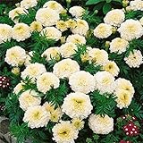 zellajake Rare Flower Seeds 200 Kilimanjaro White African Marigold Flower Seeds