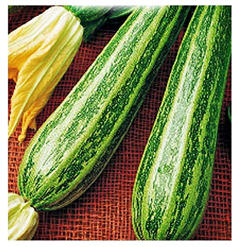 Semillas de calabacín rayado de Apulia - verduras - cucurbita pepo - aprox. 45 semillas - las mejores semillas de plantas - flores - frutas raras - calabacín rayado de Apulia - idea de regalo Cover