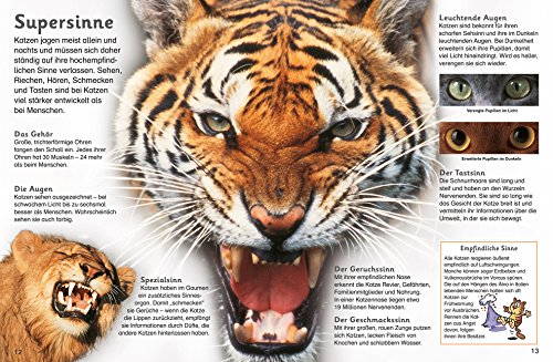 Memo Kids, Band 19: Große Raubkatzen: Grosse