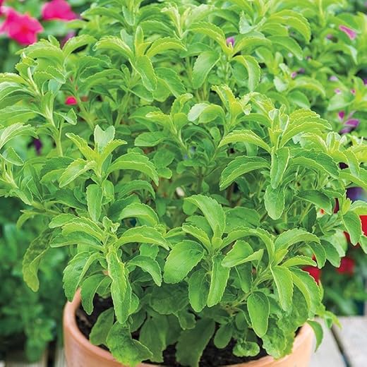 Live Stevia Plant Seeds, 1 Pack