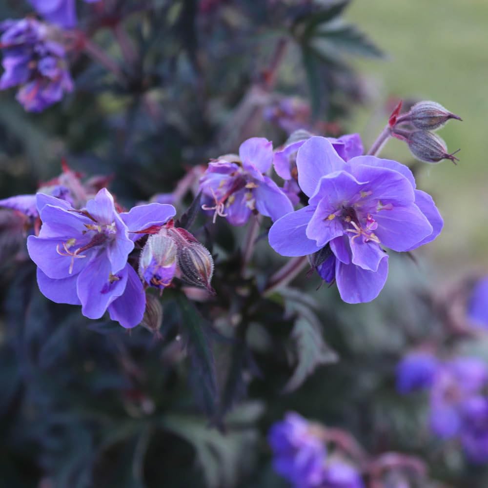 You Garden - 3 x Geranium (Hardy) Storm Cloud in a 9cm Pot